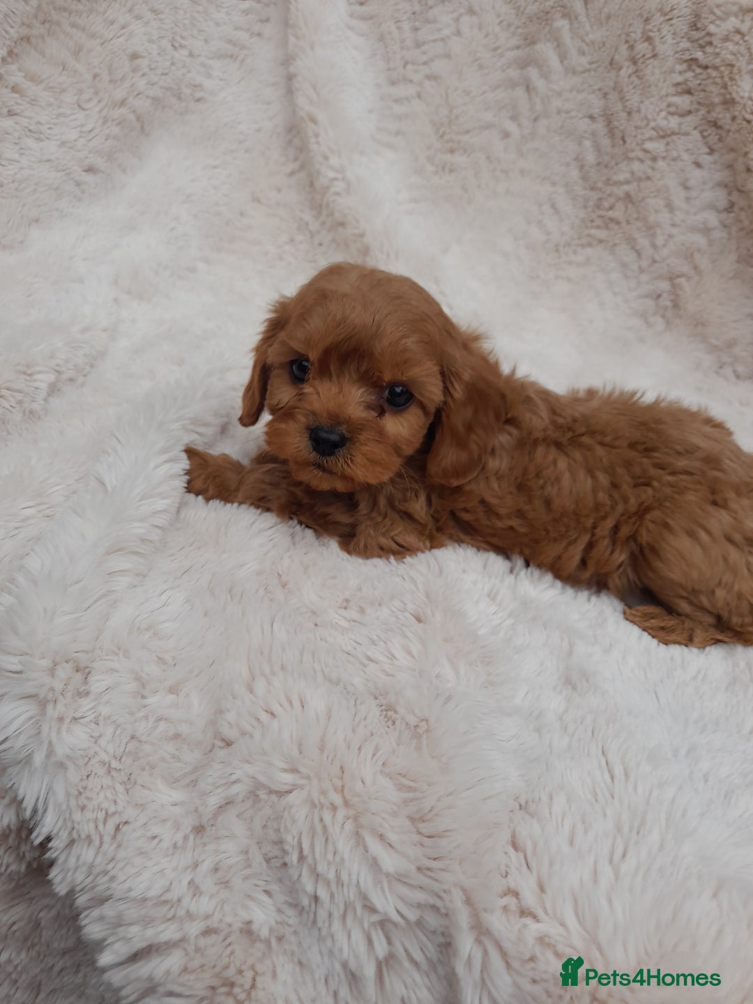 Cavapoo dogs for sale: Beautiful F1 Cavapoo Pups  - Image 13