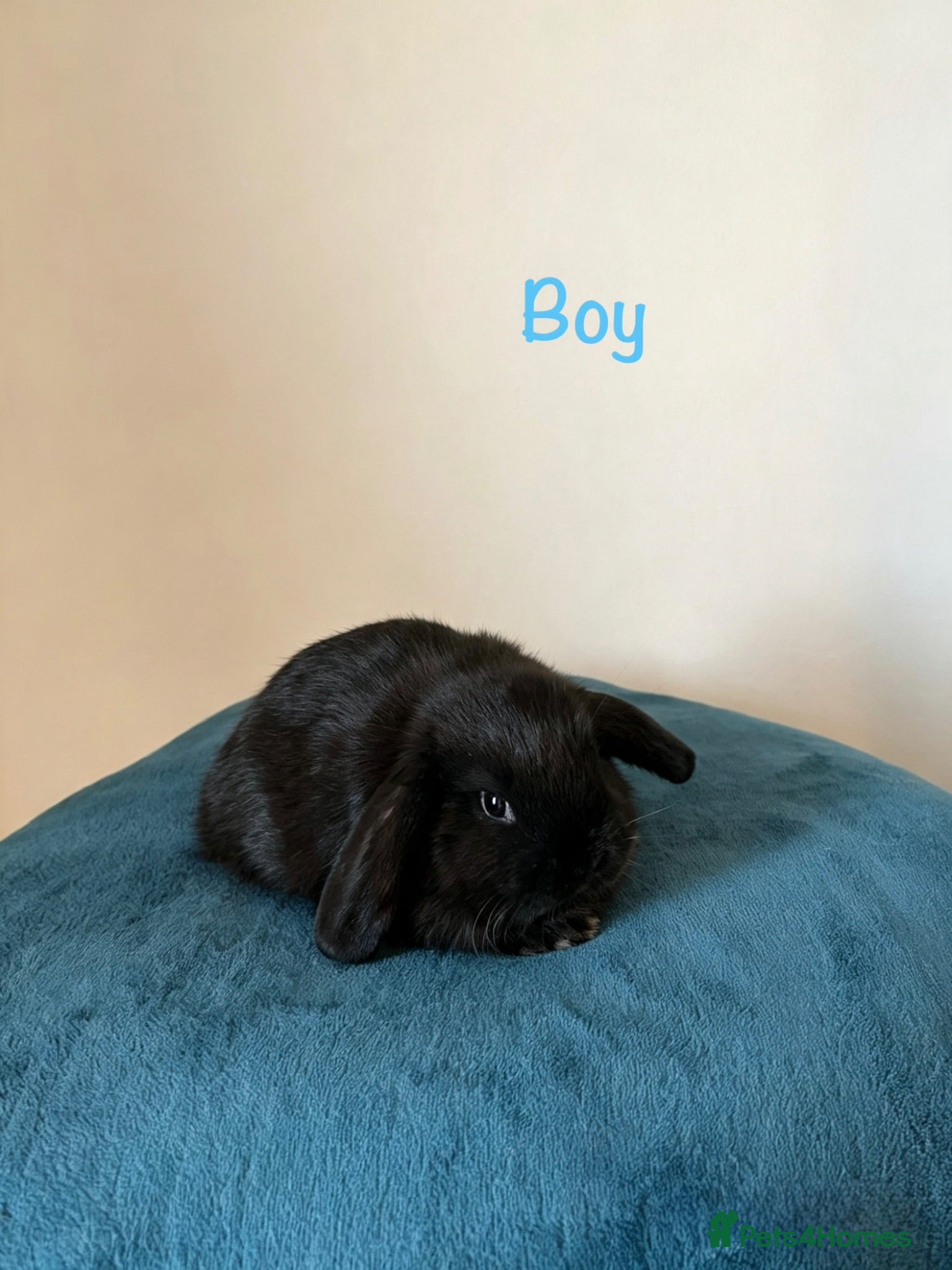 Mini Lop rabbits Baby Mini Lops Ready 01/09 - Advert 2