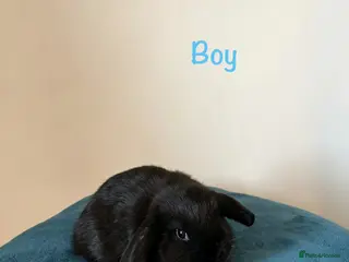 Mini Lop rabbits Baby Mini Lops Ready 01/09 - Advert 13