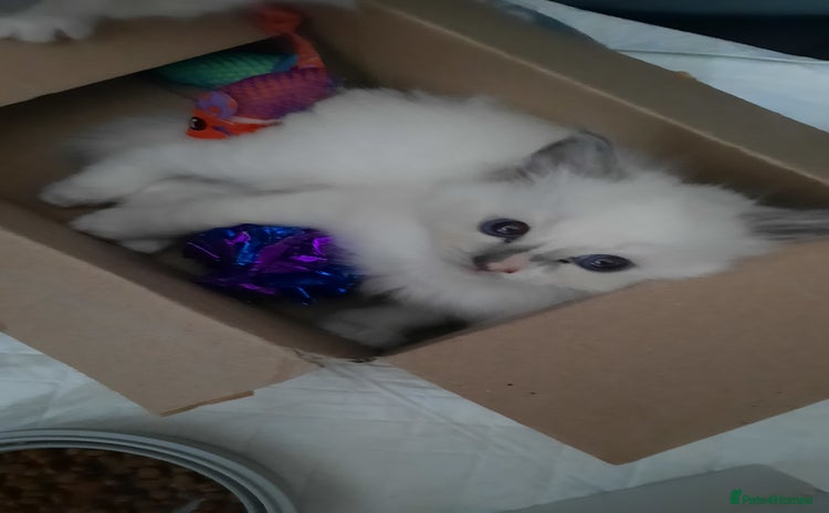 Ragdoll cats - Advert 13