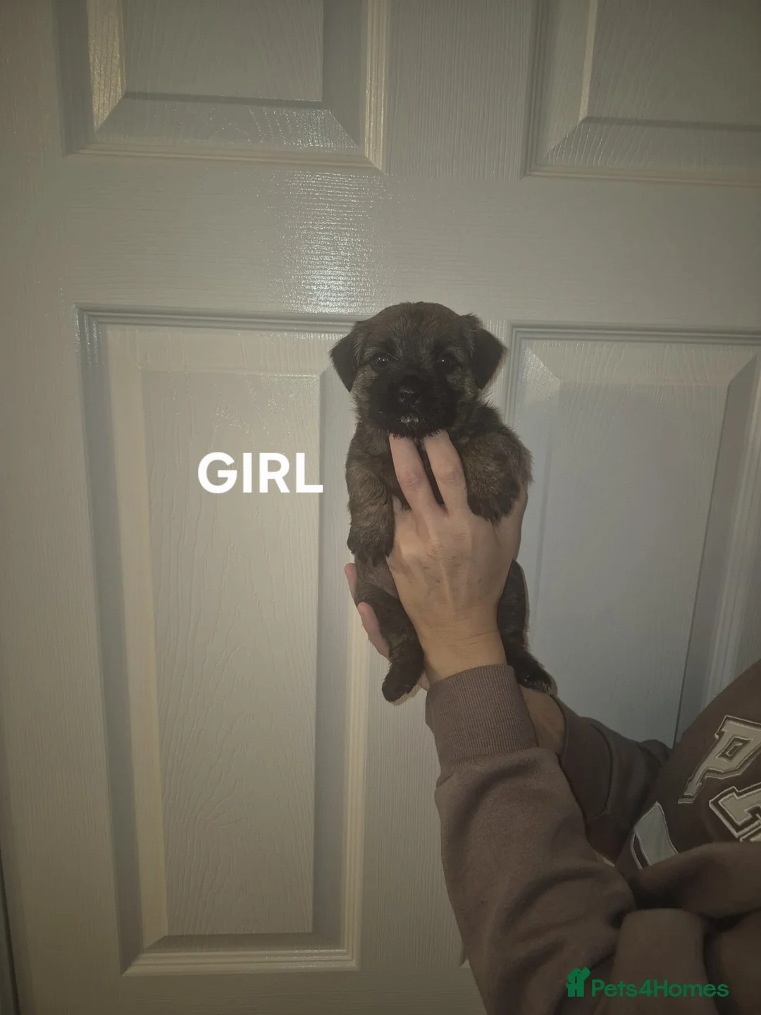 Border Terrier dogs for sale: Gorgeous Border Terrier puppies - Advert 9