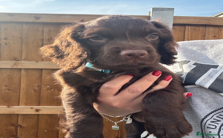 Sprocker dogs in Chelmsford - Advert 1