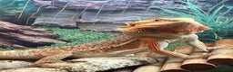 Dragon reptiles for sale: Genetic Stripe Bearded Dragon + FULL SETUP  - Advert 2