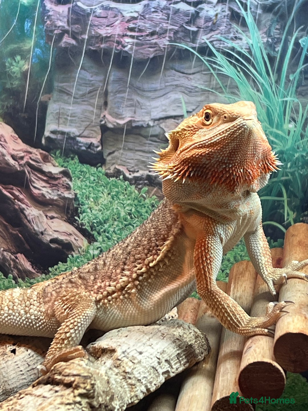 Dragon reptiles for sale: Genetic Stripe Bearded Dragon + FULL SETUP  - Advert 2