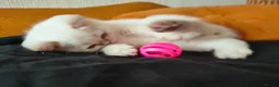 British Shorthair cats for sale: 2 rare Colour point British Shorthair kittens  - Advert 11