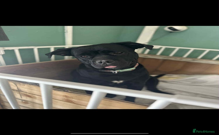 Cane Corso dogs - Advert 1