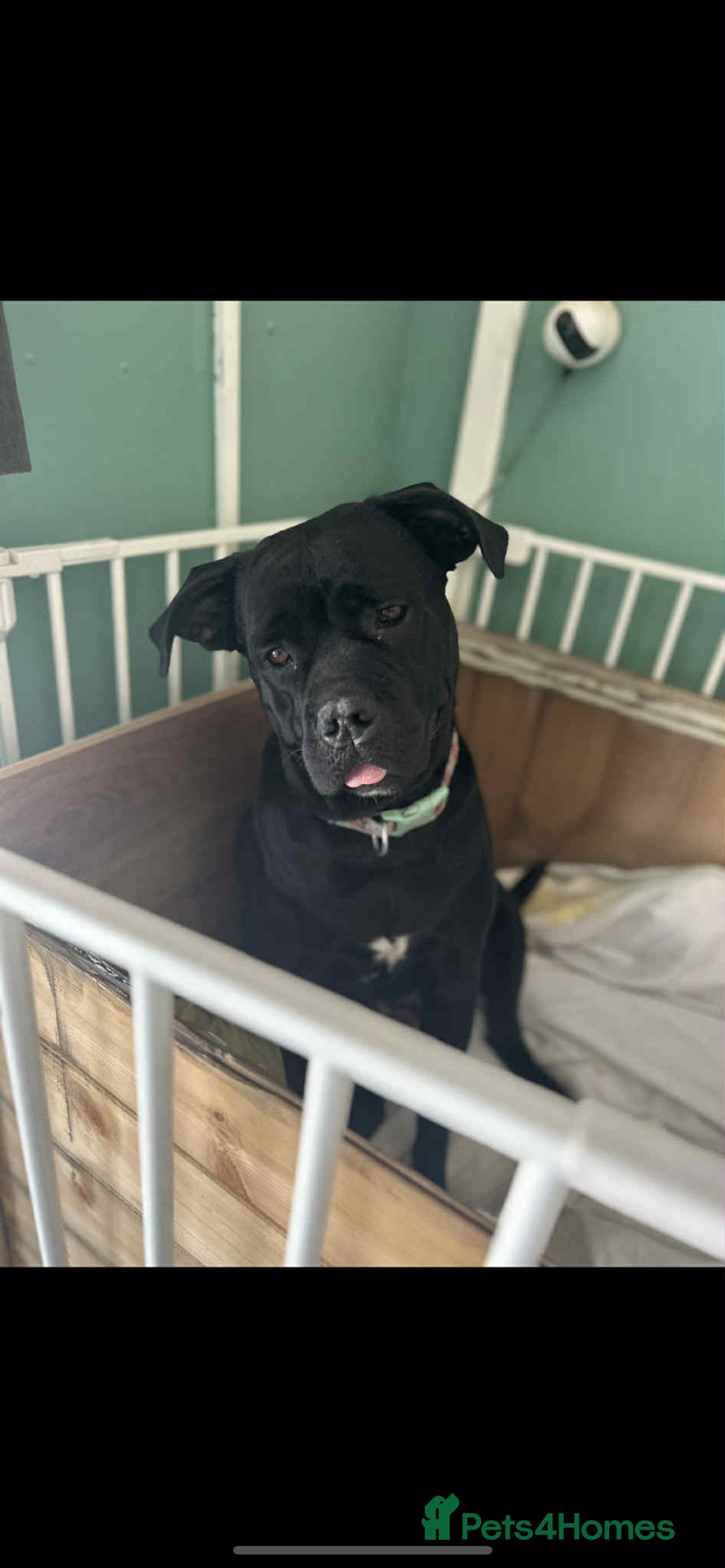 Cane Corso dogs for sale: Cane corso puppies  - Image 1