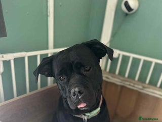 Cane Corso dogs - Advert 19