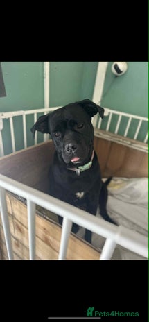 Cane Corso dogs - Advert 8