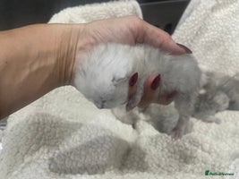 British Shorthair cats Silver Tipped Pedigree Kittens - Advert 1