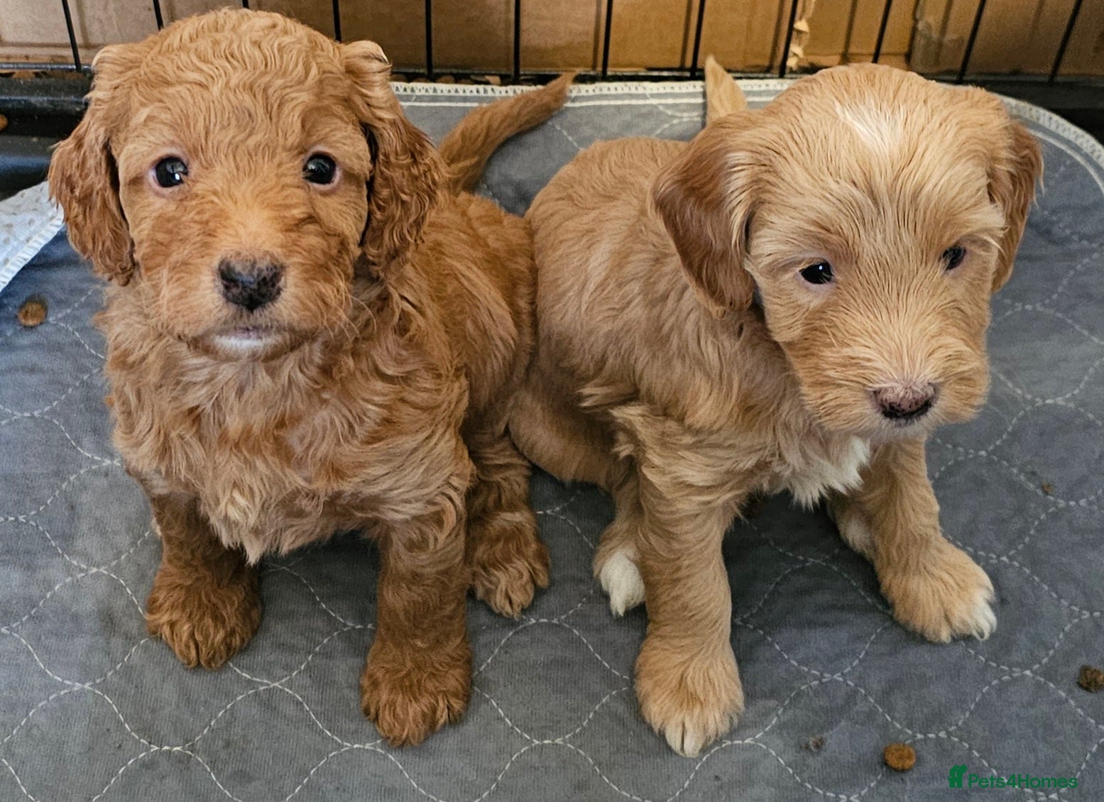 Cockapoo dogs Gorgeous Cockapoo pups - Ready 16 April - Advert 17