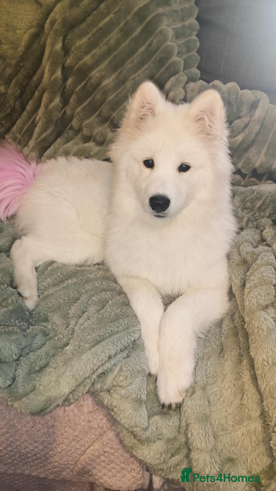Samoyed dogs Samoyed puppy for rehoming - Advert 2