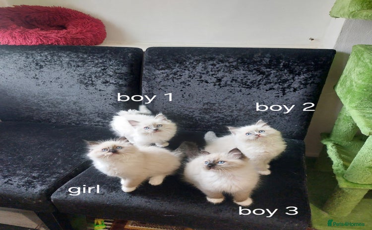 Ragdoll cats - Advert 1