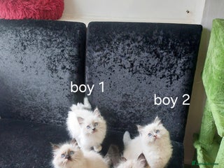 Ragdoll cats - Advert 3