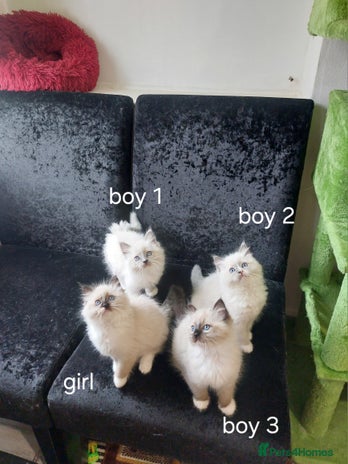 Ragdoll cats - Advert 1