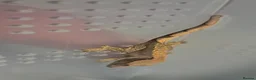 Gecko reptiles for sale: Crested gecko  - Advert 2
