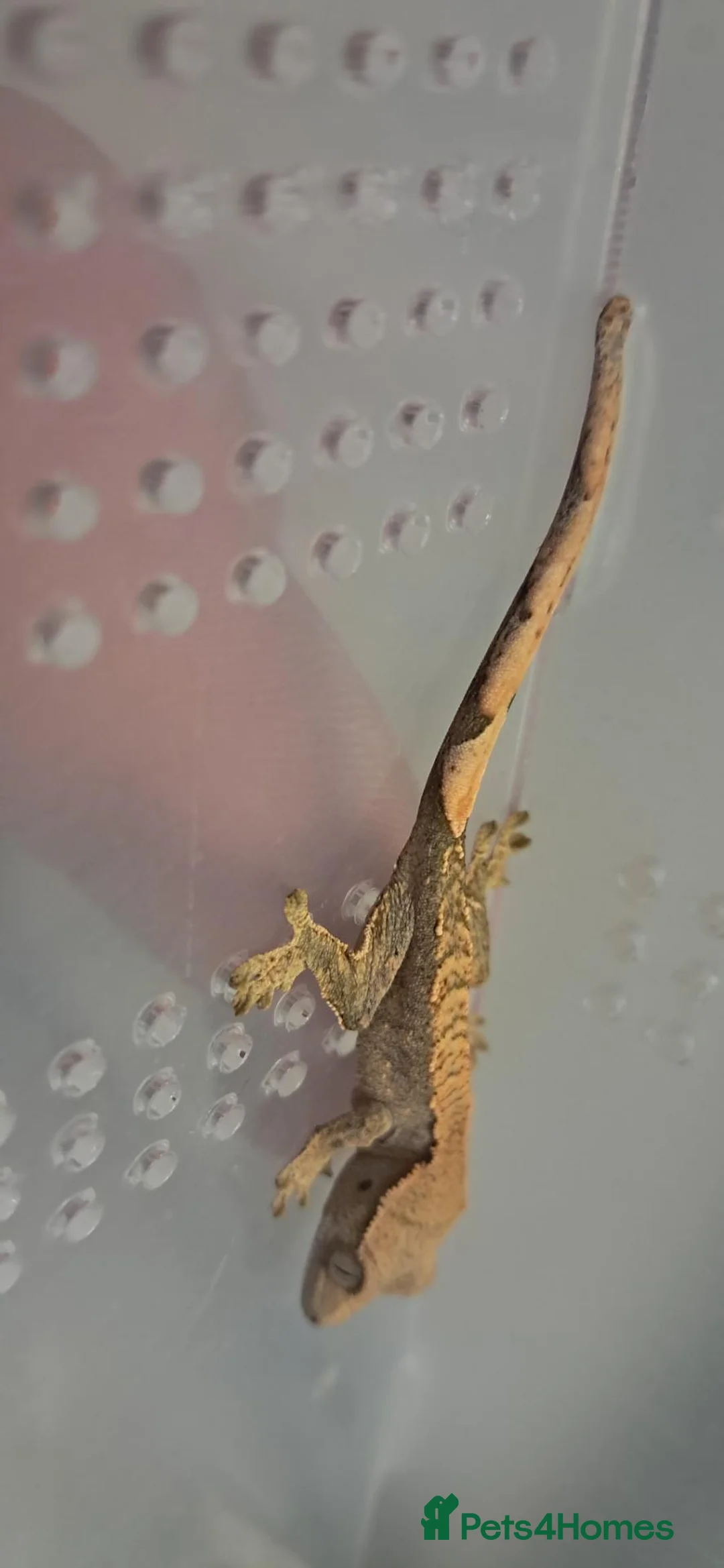 Gecko reptiles for sale: Crested gecko  - Advert 2