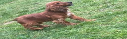 Cocker Spaniel dogs for sale: 1 year old roxy  - Advert 1