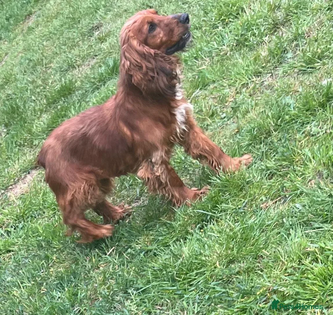 Cocker Spaniel dogs for sale: 1 year old roxy  - Advert 1