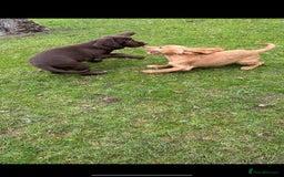 Cocker Spaniel dogs for sale: Cocker Spaniel puppies for sale - Image 21