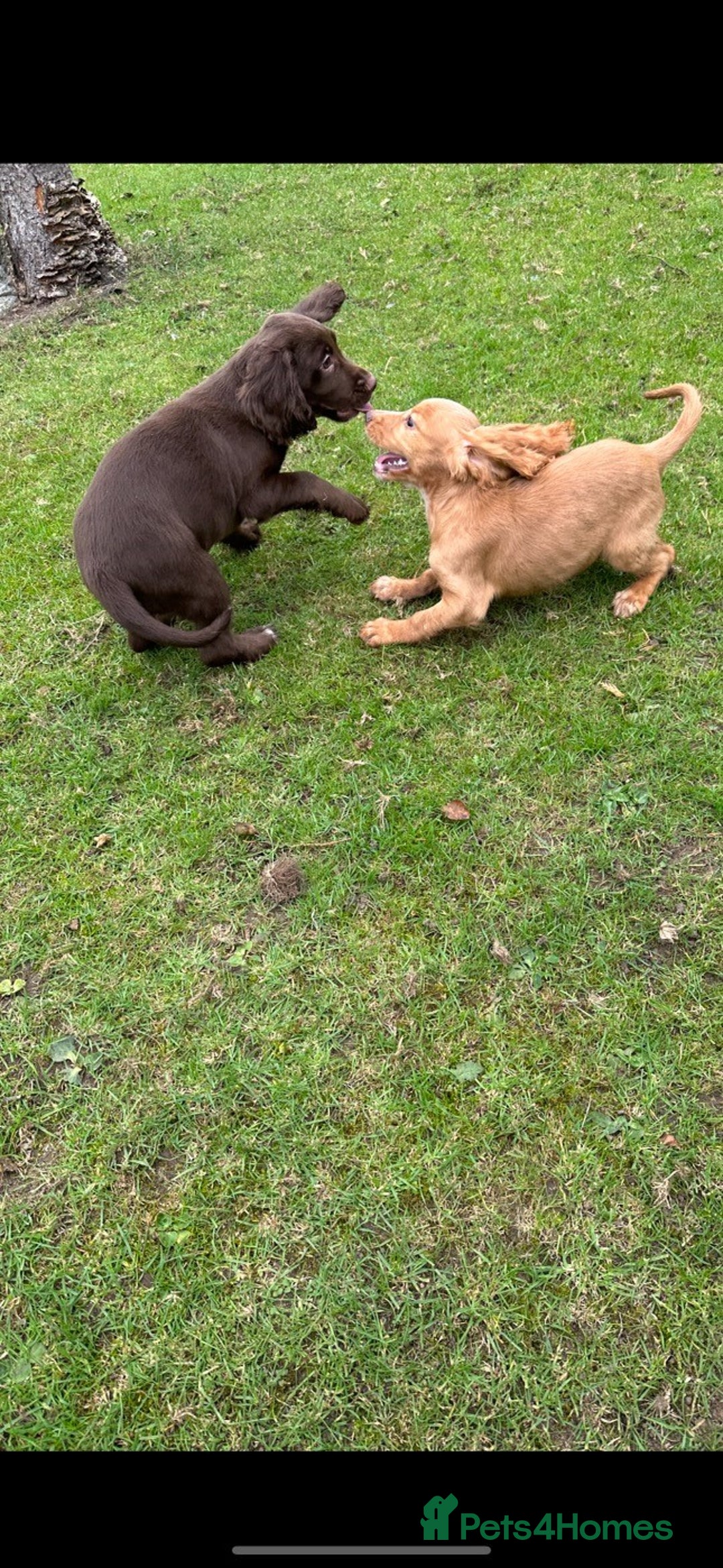 Cocker Spaniel dogs for sale: Cocker Spaniel puppies for sale - Image 21