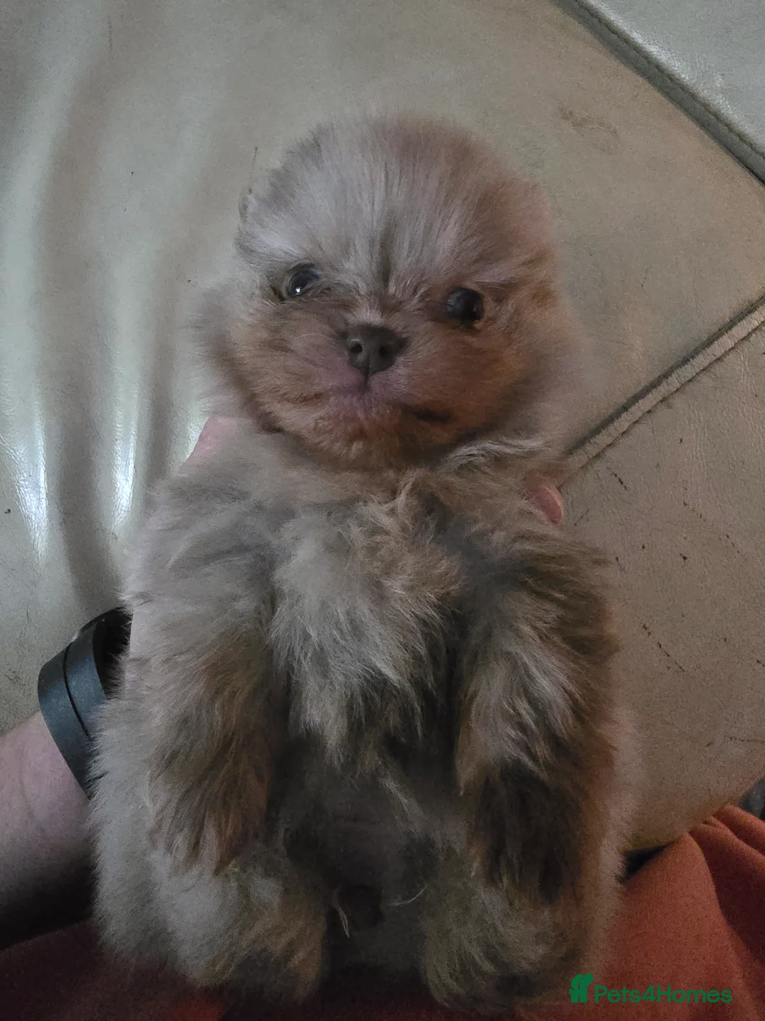 Pomeranian dogs for sale: Outstanding babies available  in Hartlepool - Advert 9