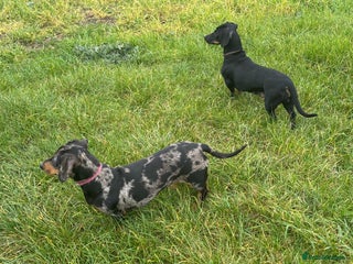 Dachshund dogs Miniature dachshund - Advert 4