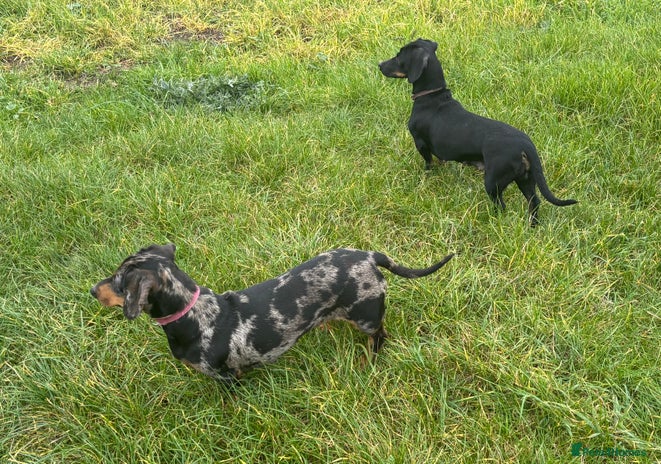 Dachshund dogs - Advert 1