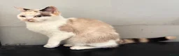 British Shorthair cats for sale: Beautiful BSH Girl - Advert 8