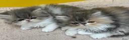 Persian cats for sale: Exotic long haired kittens male and female  - Advert 1