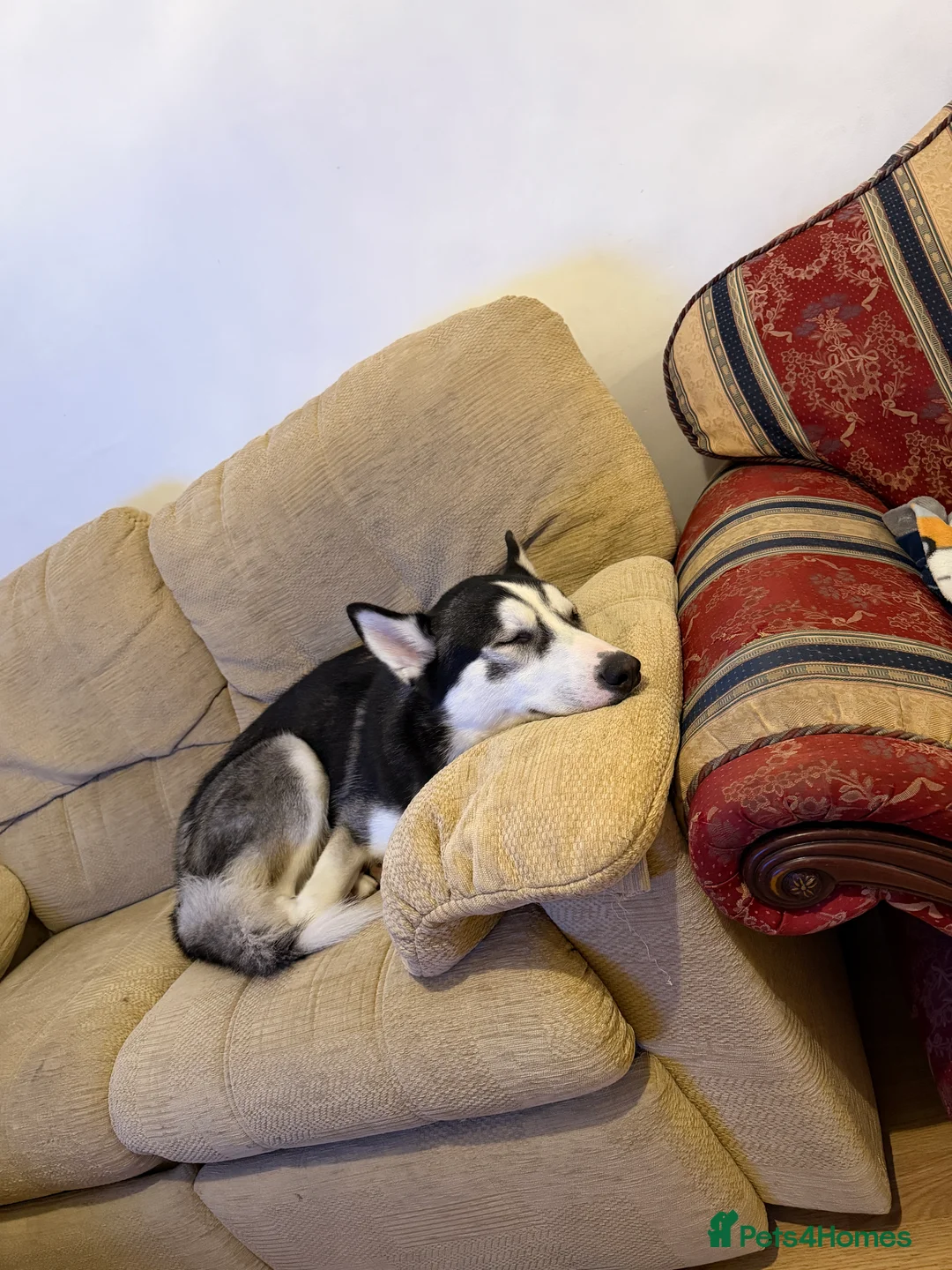 Siberian Husky dogs for sale: Siberian Husky - Advert 2