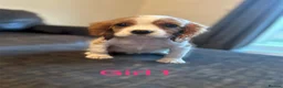 Cavalier King Charles Spaniel dogs for sale: CAVALIER KING CHARLES PUPS READY NOW KC REG  - Advert 6