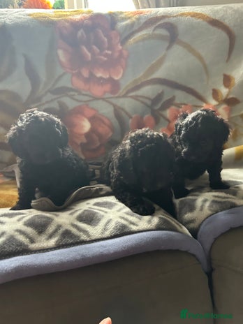 Cockapoo dogs - Advert 3