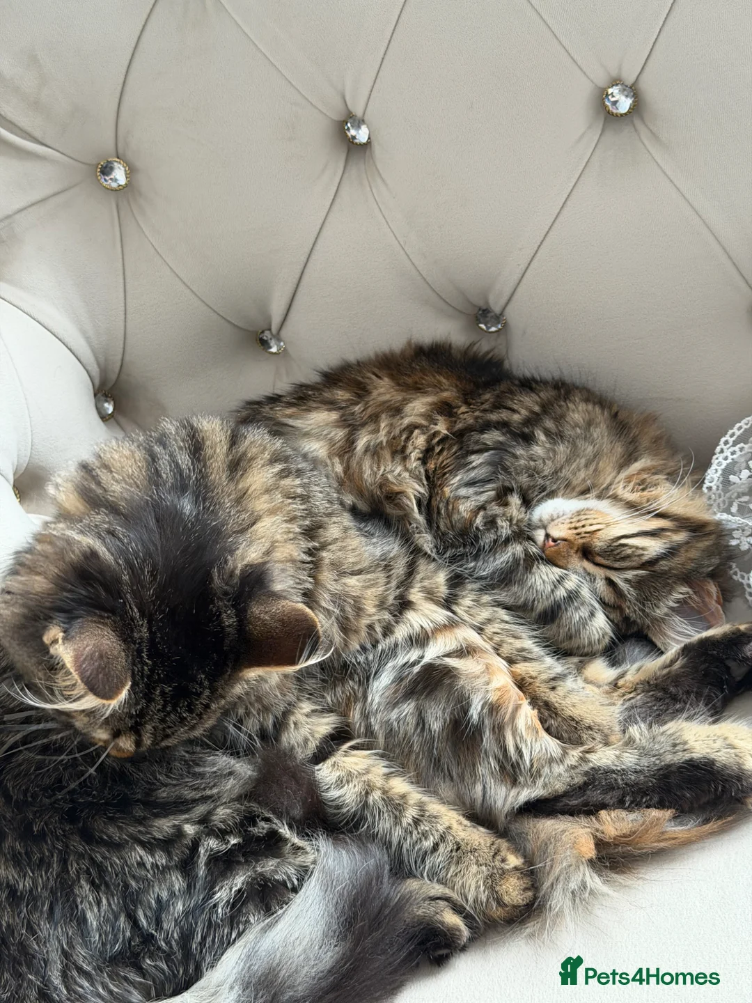 Mixed Breed cats for sale: 2 mixed cats and 1 maincoon - Advert 6