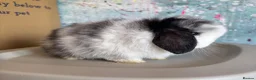 Mini Lop rabbits for sale: Beautiful Black Magpie VM Buck Available - Advert 2