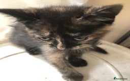 Mixed Breed cats for sale: Gorgeos - Image 6