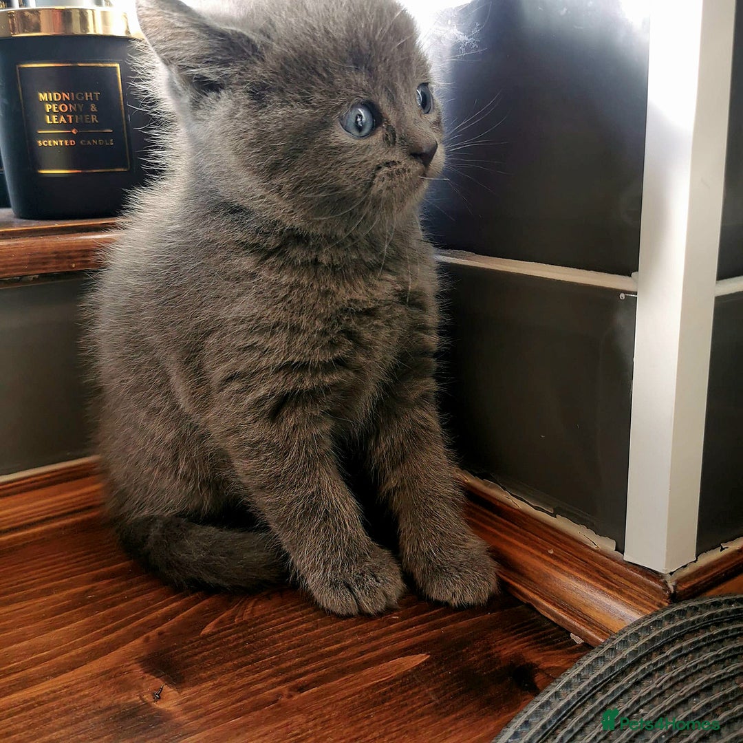 Scottish Fold cats for sale: ❤️Gorgeous Scottish Fold Straight ears kittens❤️ - Image 3