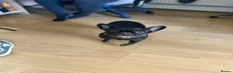 Mixed Breed dogs for sale: Fred the frenchie - Advert 5