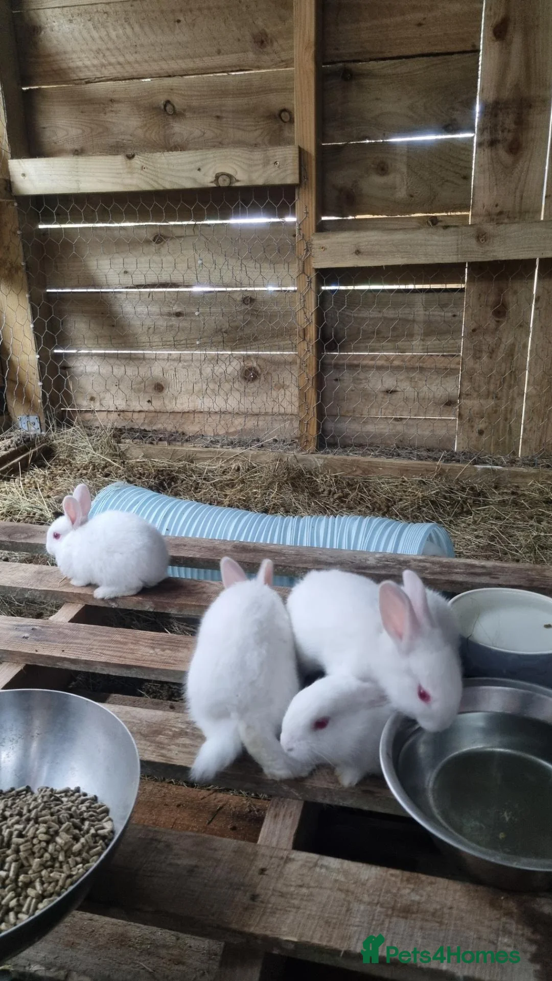 New Zealand rabbits for sale: Mixed New Zealand Bunnies in Trefriw - Advert 2
