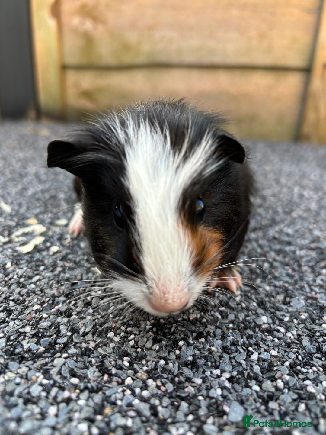 Guinea Pig rodents for sale: Two baby boy guinea pigs looking for a new home  - Image 3