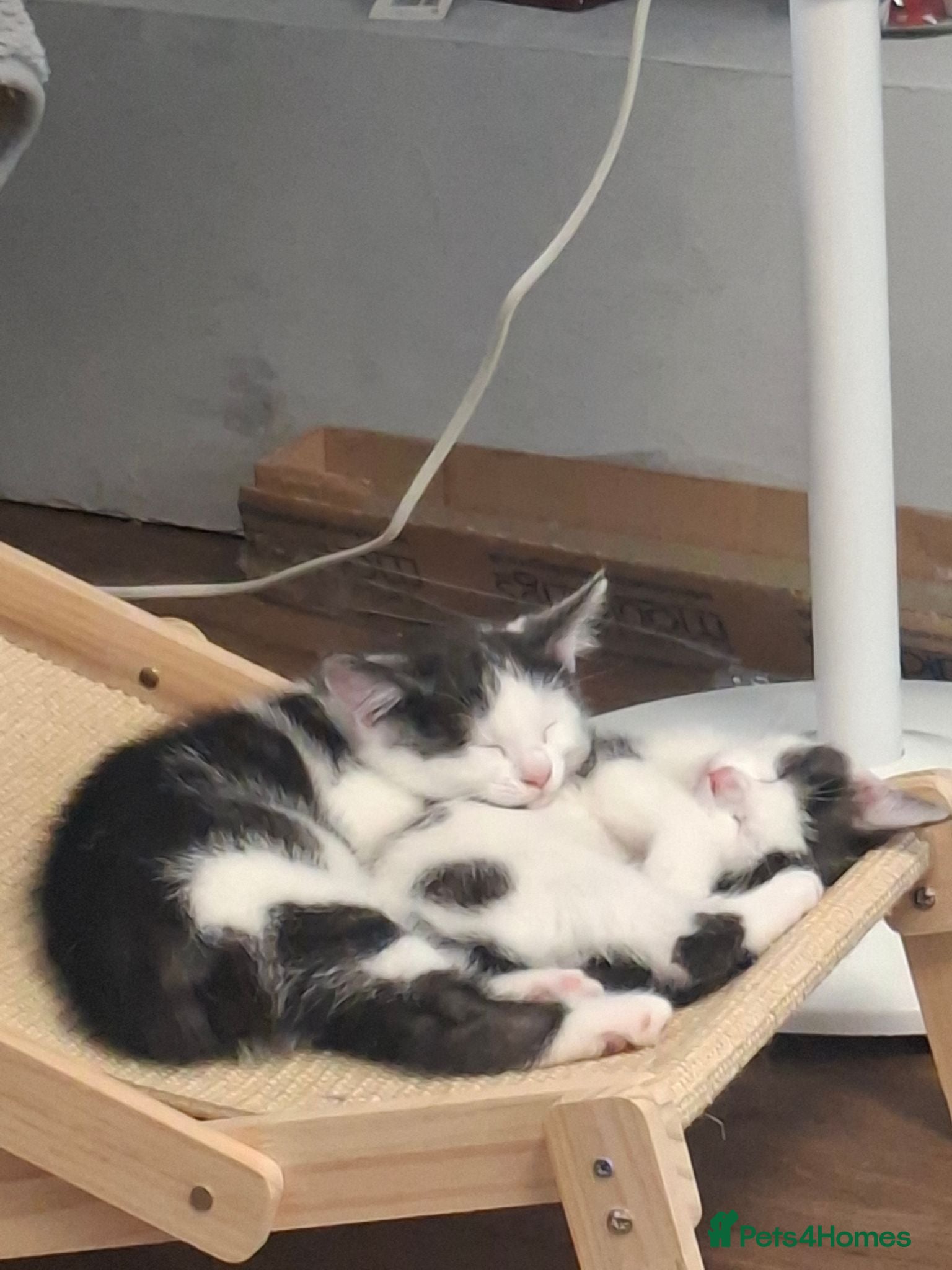 Mixed Breed cats X kittens - Advert 1