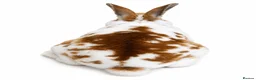Rex rabbits for sale: X2 Mini Rex  - Advert 4