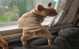 French Bulldog dogs for stud: Pedigree French Bulldog.  - Advert 6