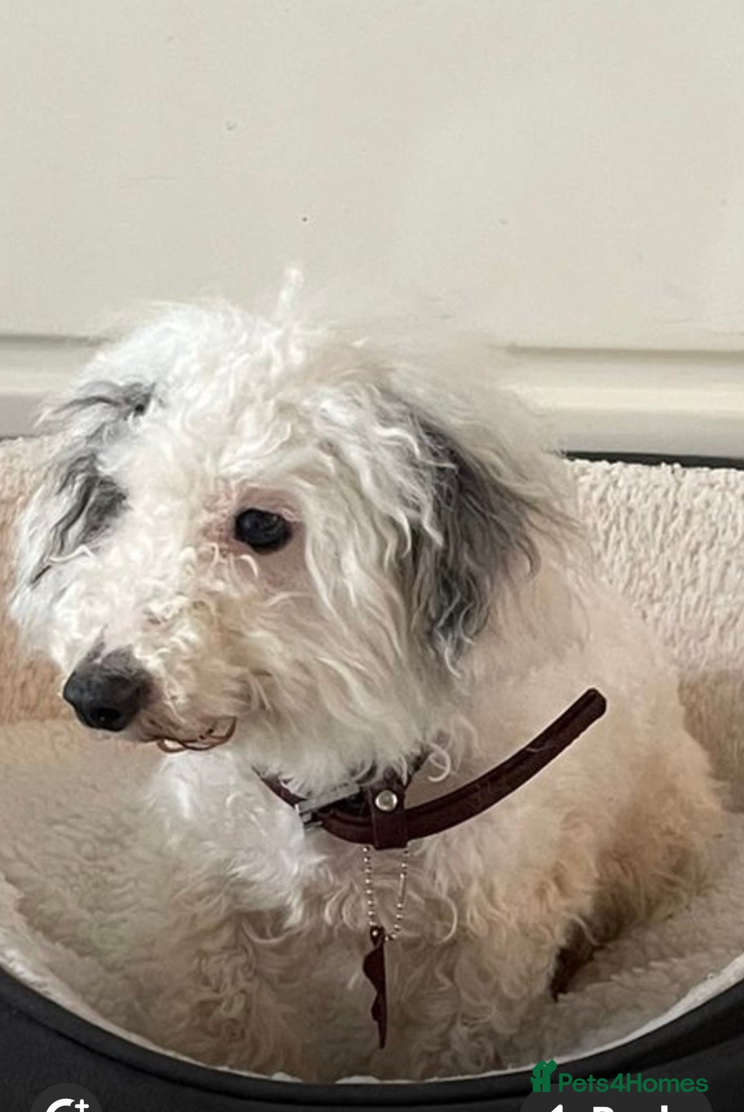 Toy Poodle dogs for sale: Toy poodle  - Advert 1