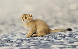 British Shorthair cats for sale: Excellent Scottish straight and fold kittens - Image 30