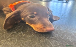 Miniature Dachshund dogs for sale: Gorgeous minix dachshund puppies ready now! - Image 4