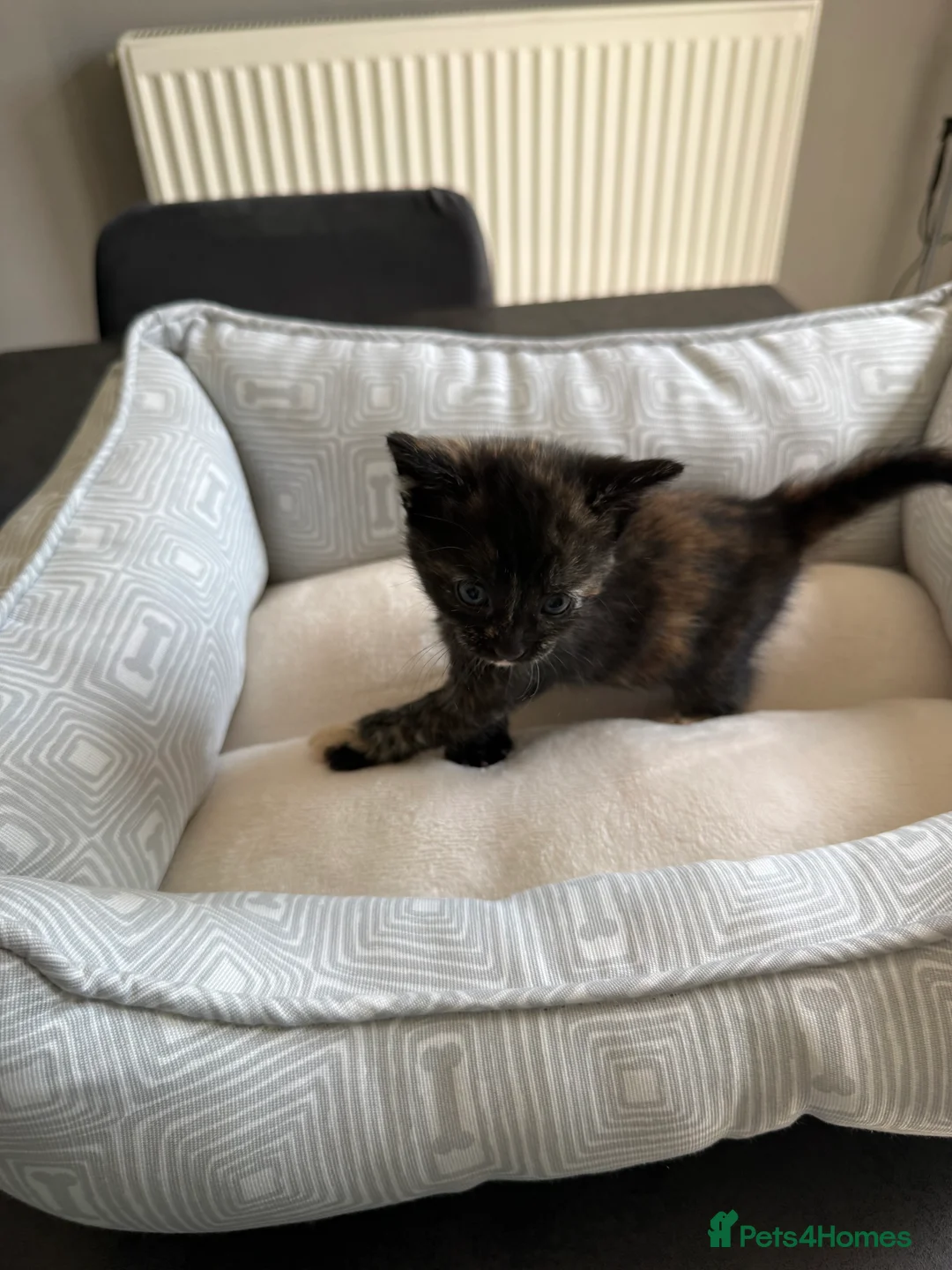Mixed Breed cats for sale: Beautiful playful kittens for sale - Advert 1