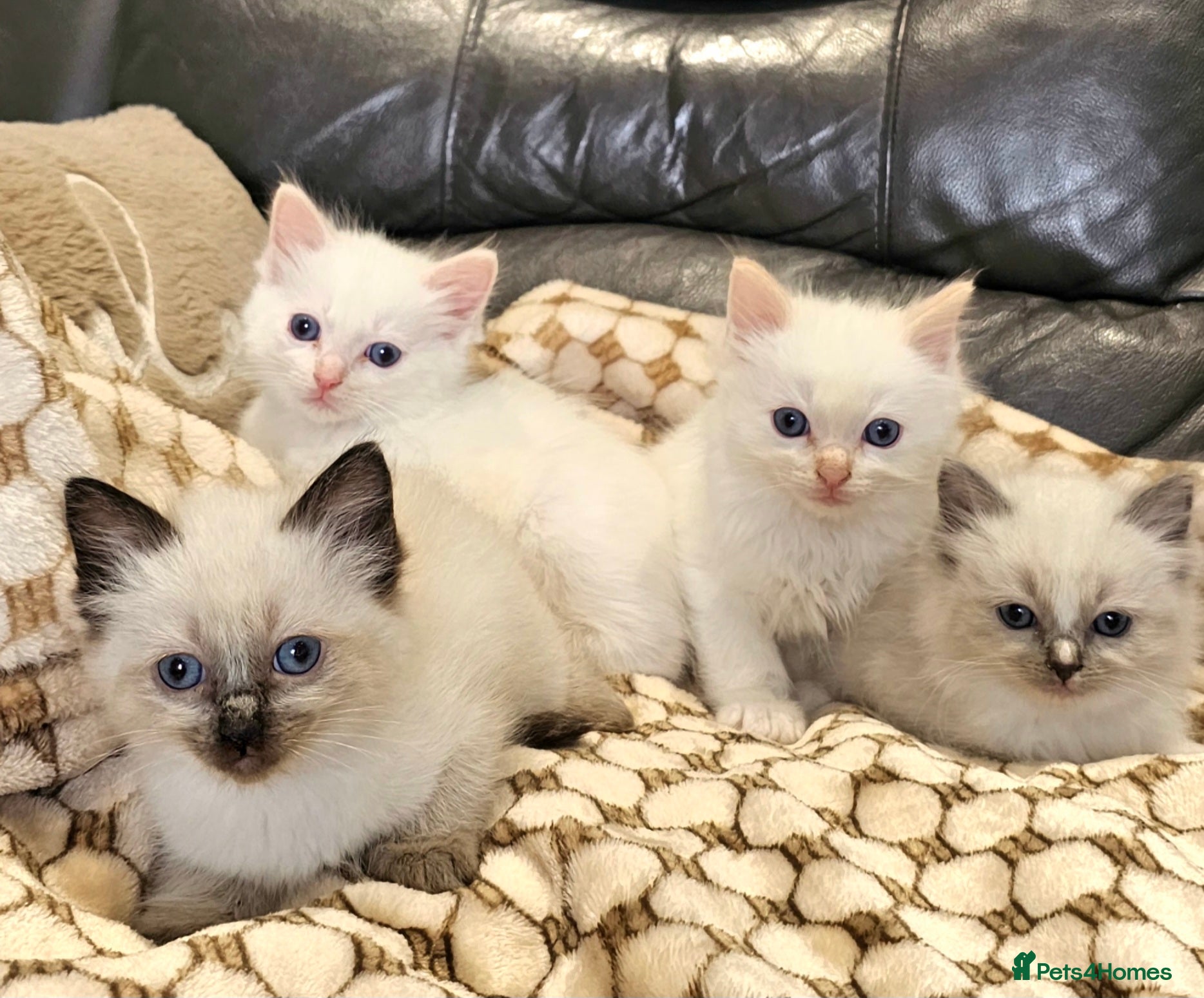 Ragdoll cats stunning  little  ragdoll  kittens  - Advert 18