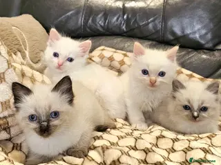 Ragdoll cats stunning little ragdoll kittens - Advert 18