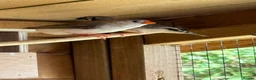 Finches birds for sale: Zebra Finches in Banbury - Advert 6